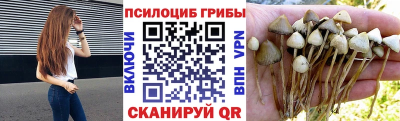 мориарти клад Чекалин Псилоцибиновые грибы Psilocybe